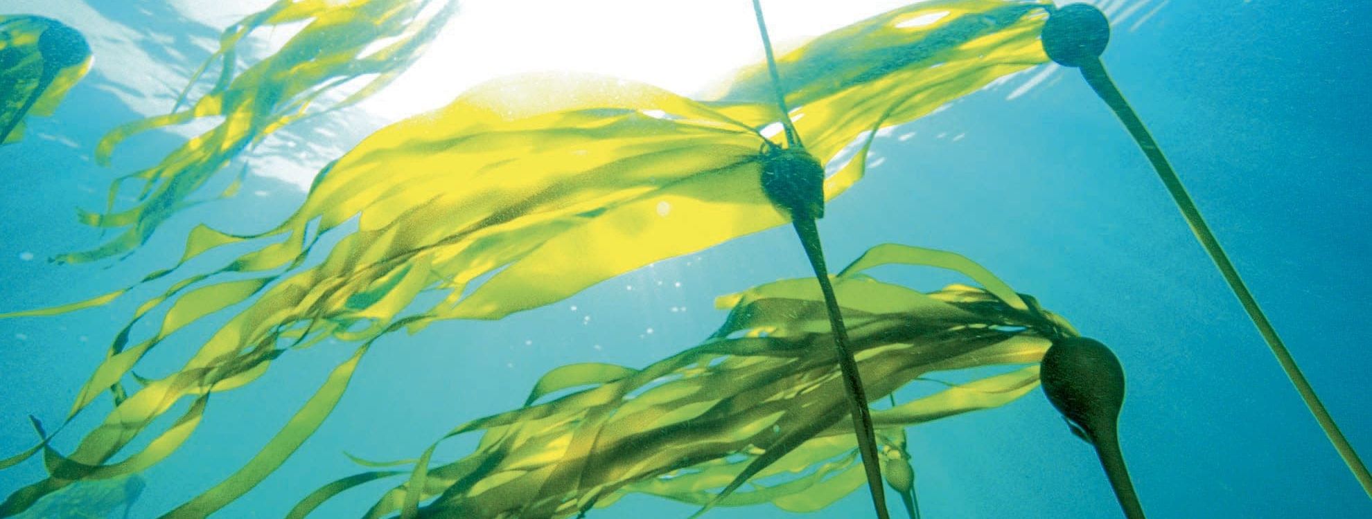 algues dans la mer