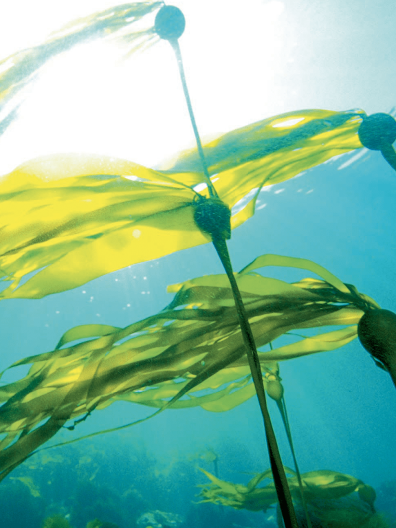 algues dans la mer